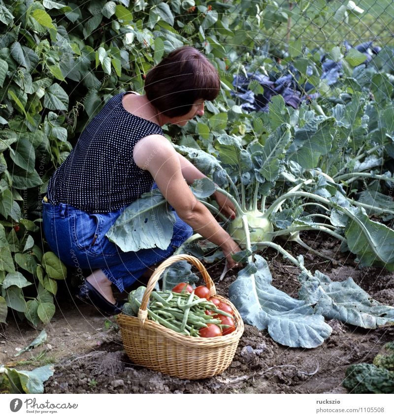 Gemueseernte; Gemüse Alternativmedizin Garten Frau Erwachsene Natur Herbst Arbeit & Erwerbstätigkeit Kohlrabi Kohlrabiernte Korb Ernte Gemuesesorte Heilpflanzen