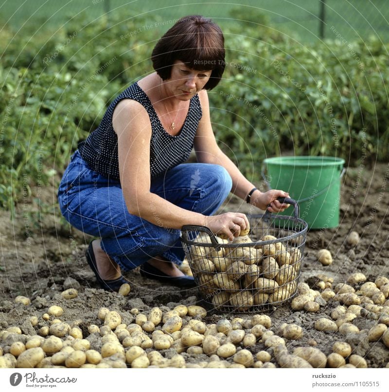 Kartoffelernte, kartoffeln, Gemueseernte; Gemüse Alternativmedizin Garten Frau Erwachsene Herbst Arbeit & Erwerbstätigkeit Kartoffeln Korb Ernte Gemuesesorte