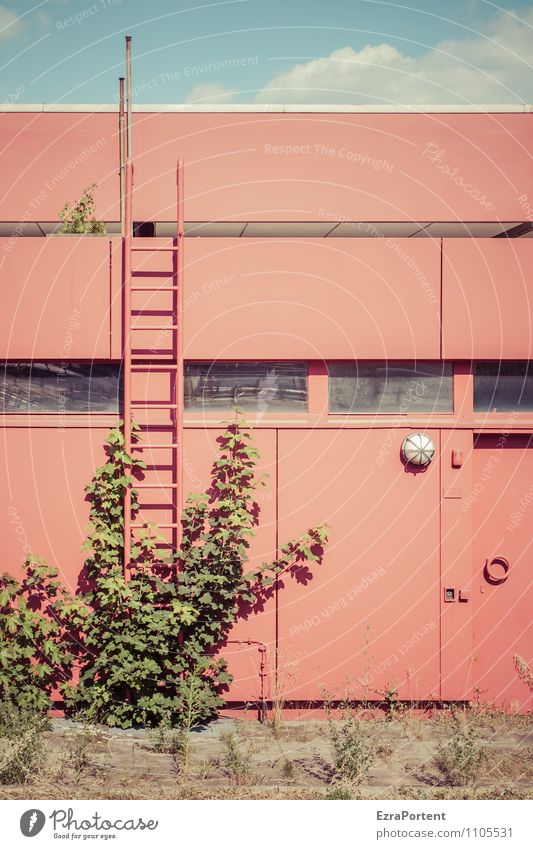 grün gegen rot Himmel Wolken Sonne Pflanze Blatt Wildpflanze Haus Bauwerk Gebäude Architektur Mauer Wand Fassade ästhetisch blau Fenster Leiter Lampe Ranke