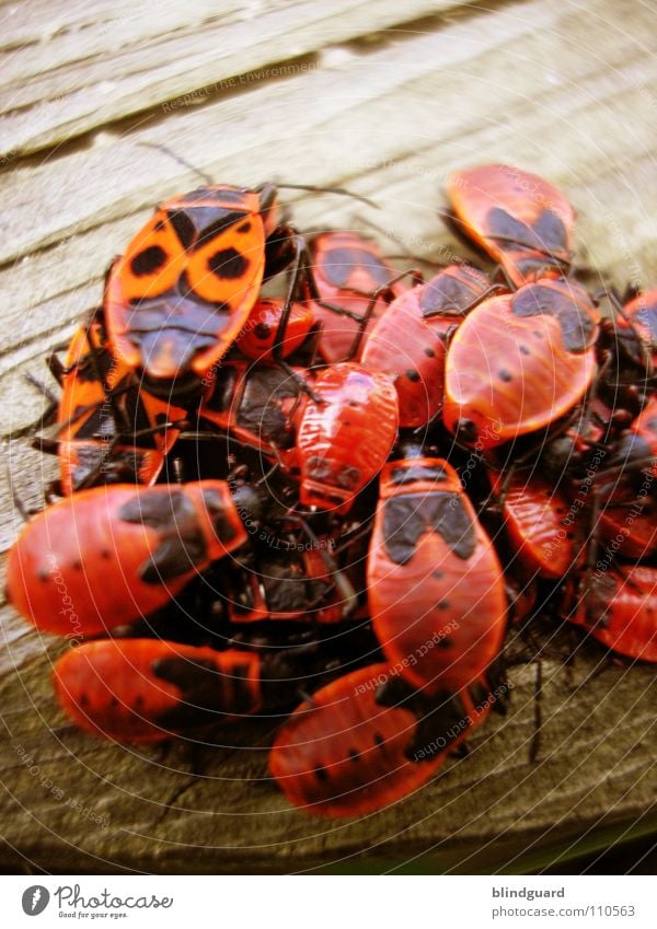 Kuschelgruppe Feuerwanze Wanze Schiffsbug Makroaufnahme Insekt Plage rot igitt Holzmehl Kuscheln Zusammensein Gesellschaft (Soziologie) Versammlung