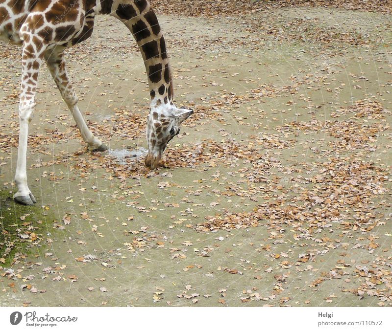 nix zu fressen da....??? Zoo groß lang bücken gebeugt Suche Futter Huf Gelenk Knie Muster Lippen Herbst Blatt braun weiß grün trüb krumm vertikal Garten Park