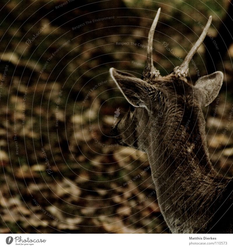 dammwild Tier Hirsche Reh Rehkitz Oberkörper beobachten Gehege Wald Waldlichtung Schlachthof Metzger Wildtier Zoo Nutztier zart lecker Geschmackssinn süß