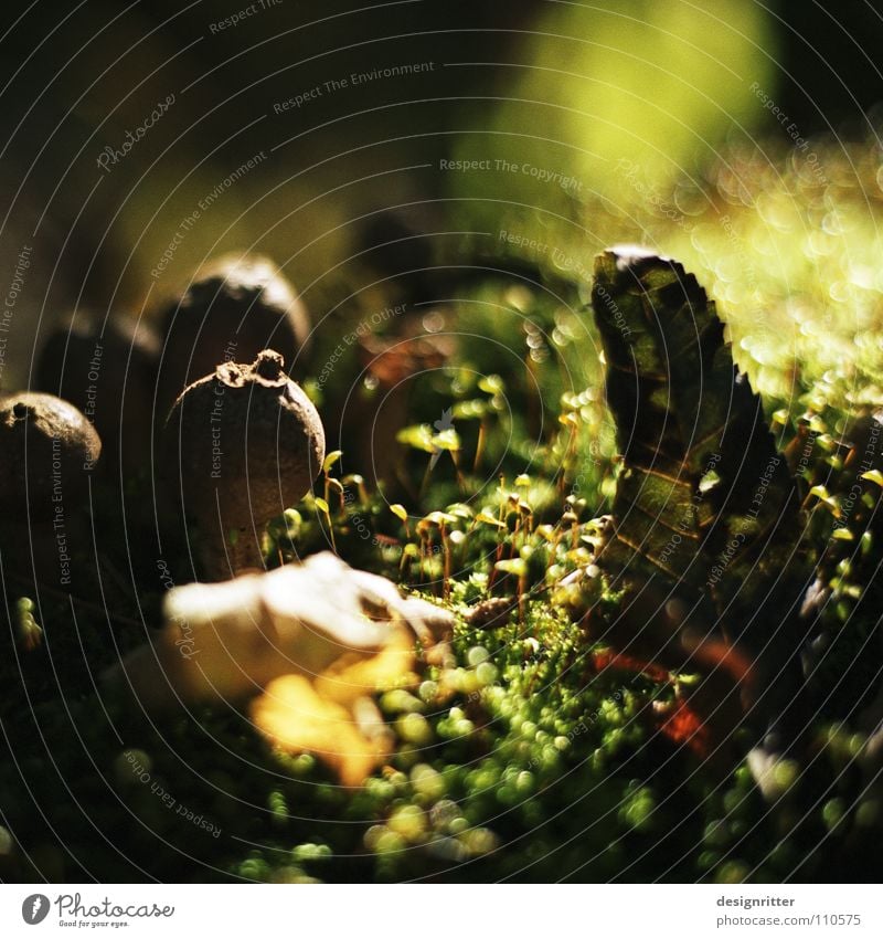 Lycoperdales Bovisten Sporen Fortpflanzung verbreiten grün braun Blatt Herbst Sonne Holzmehl Pilz Bofist Samen mushrooms fungal puffball puff-ball forest spores