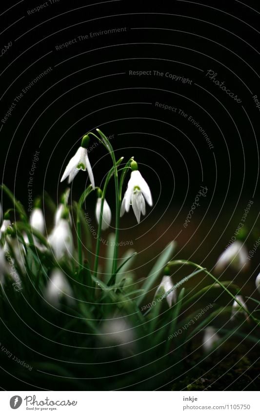 Lichtblick Natur Pflanze Frühling Blume Wildpflanze Maiglöckchen Frühblüher Frühlingsblume Garten Blühend hängen dunkel frisch hell schön klein natürlich grün