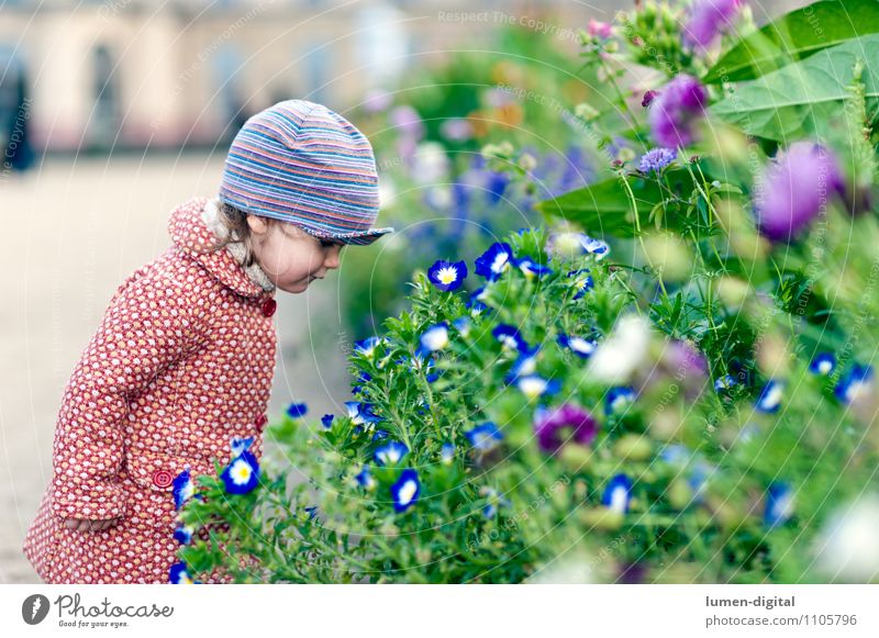 Kind betrachtet Blumen Freude Glück Mädchen 1 Mensch 1-3 Jahre Kleinkind Natur Herbst Park Mantel Mütze stehen Freundlichkeit klein blau grün rot allein jung