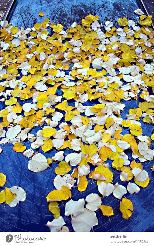 Herbst Blatt Herbstlaub mehrfarbig Motorhaube Kehren Besen Reinigen Windschutzscheibe Blattgrün stoffwechsel hausmeister. gelb auto kofferhaube laubfegen feger