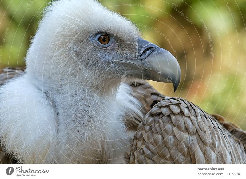 Gänsegeier Tier Vogel Zoo 1 beobachten schön Stolz Kraft Geier Schnabel Aasfresser Greifvogel Vogelkopf vogelportrait Feder Farbfoto Außenaufnahme Tag