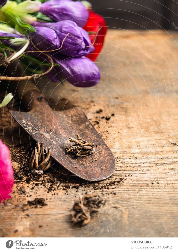 Alte Schippe mit Blumenzwiebeln und Blumen auf Holztisch Stil Design Freizeit & Hobby Garten Tisch Natur Pflanze Frühling Sommer Blüte Blühend Gerät