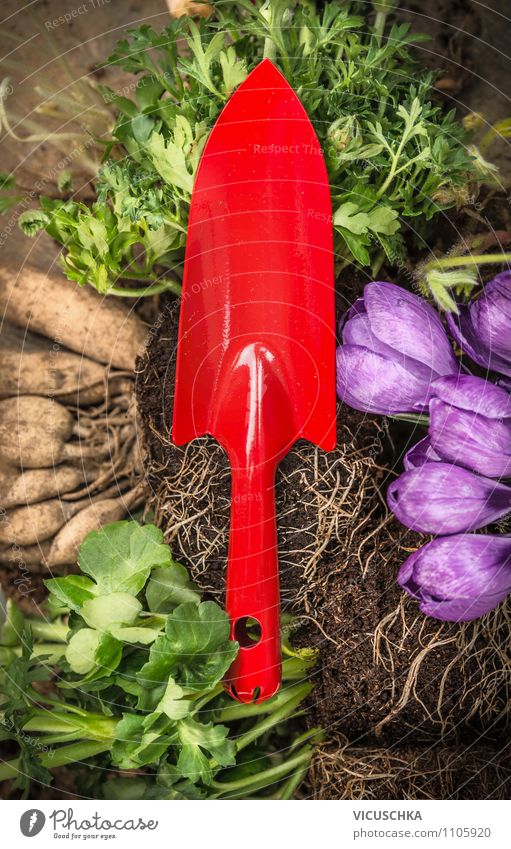 Rote Schaufel auf Blumen , Erde und Wurzel Lifestyle Stil Design Freizeit & Hobby Garten Natur Frühling Sommer Pflanze red Gerät Gartenarbeit Pflanzen