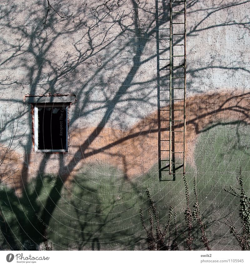 Notausgang Umwelt Natur Schönes Wetter Pflanze Baum Ast Zweige u. Äste Mauer Wand Fassade Fenster Feuerleiter geduldig ruhig Farbfoto Außenaufnahme