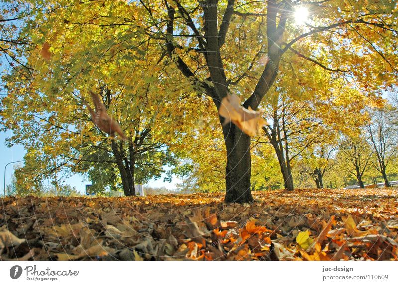 Goldener Herbst Blatt Herbstlaub Baum fallende Blätter Herbstmotiv goldener Herbst