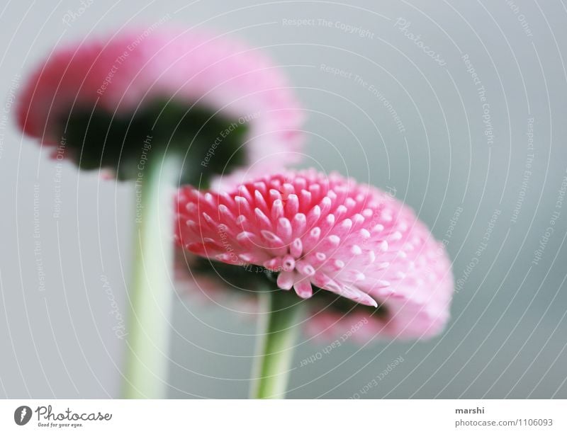 Bellis Natur Landschaft Frühling Sommer Pflanze Blume Blatt Blüte Grünpflanze Nutzpflanze Stimmung Gänseblümchen rosa Frühlingsblume Schwache Tiefenschärfe