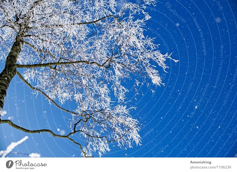 winterlicher Baum Umwelt Natur Landschaft Pflanze Himmel Wolkenloser Himmel Winter Wetter Schönes Wetter Eis Frost Schnee frieren Wachstum kalt blau schwarz