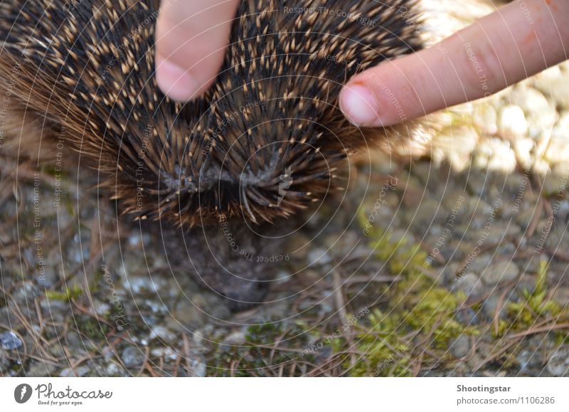 stachelig Tier Wildtier 1 Stein kuschlig Schutz Warmherzigkeit Sympathie Freundschaft Liebe Tierliebe friedlich Igel Farbfoto Außenaufnahme Detailaufnahme