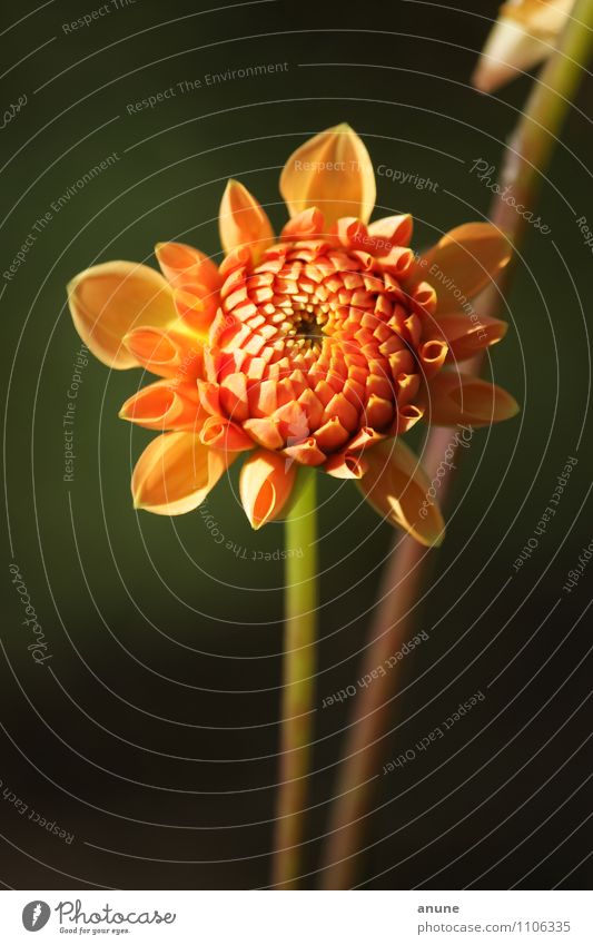 aufblühende Dahlie Floristik Botanik Umwelt Natur Pflanze Sommer Herbst Klima Schönes Wetter Blume Blüte Dahlien Zierpflanze Korbblütengewächs Garten Blühend