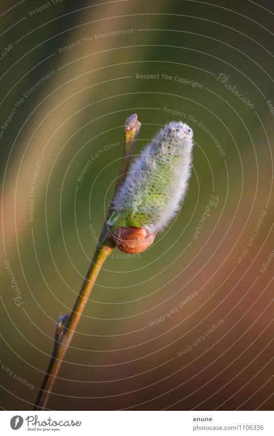 f/auschig Biologie Botanik Umwelt Natur Pflanze Frühling Klima Schönes Wetter Sträucher Blütenknospen Zweig Weidenkätzchen kuschlig natürlich neu schön weich