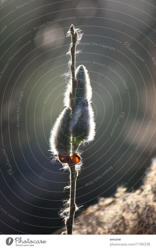 flauschig hoch drei Botanik Umwelt Natur Pflanze Frühling Klima Wetter Schönes Wetter Sträucher Weidenkätzchen Zweig Blühend kuschlig neu weich Frühlingsgefühle