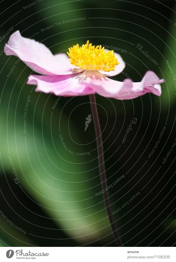 Herbstanemönchen im Spätsommermorgenlicht Floristik Botanik Umwelt Natur Pflanze Sommer Schönes Wetter Blume Blüte Herbstanemone Hahnenfußgewächse Zierpflanze