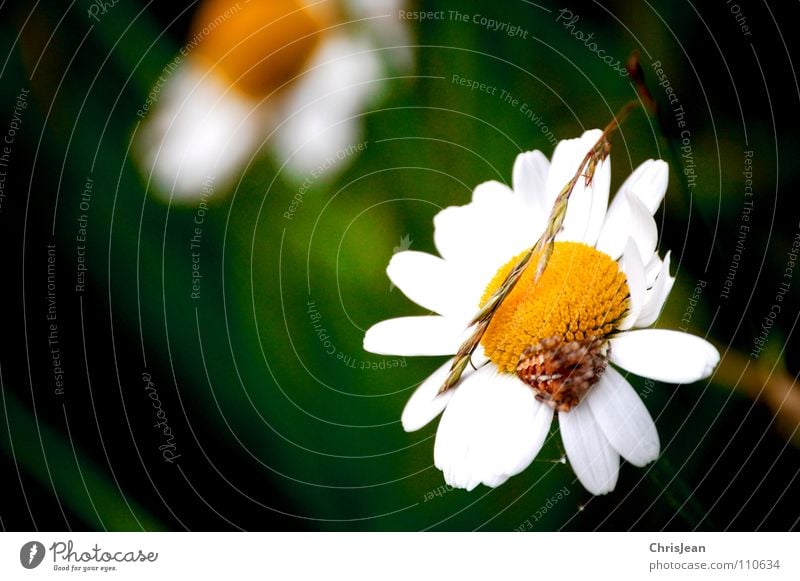 Gänseblümchen Pflanze Blüte satt Wiese Blume Gras Halm Tier grün gelb weiß Spinne Sommer schön Wildtier Natur