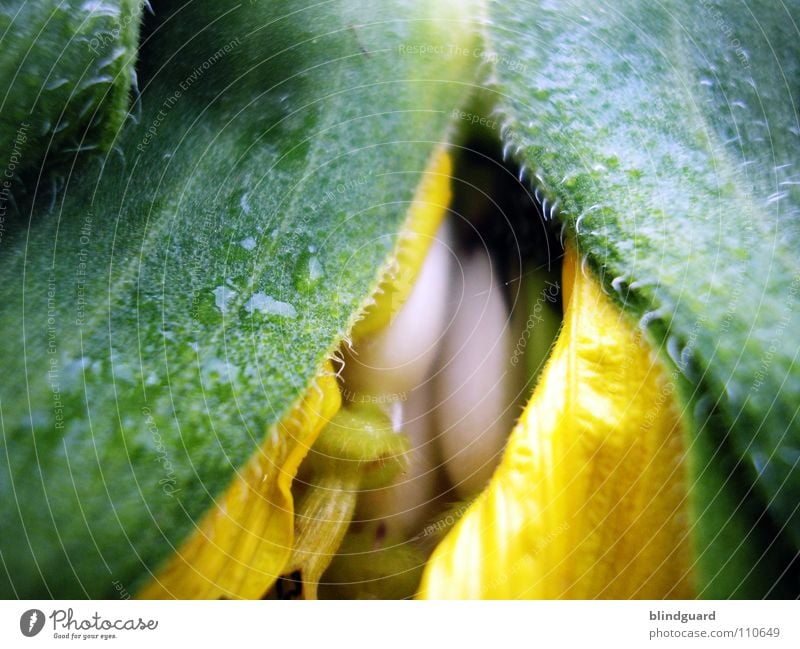 Vorhang Auf Sonnenblume Knolle Blüte Blatt grün Pflanze Biologie Gärtner Sommer Perspektive Ranke gedeihen Wachstum gelb aufgehen Blühend entfalten