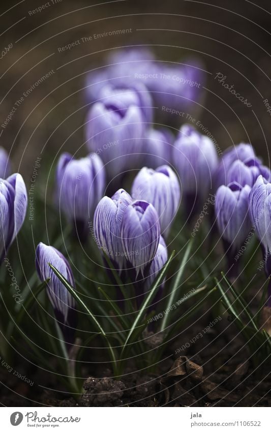 krokusse Umwelt Natur Pflanze Frühling Blume Blatt Blüte Krokusse Garten ästhetisch natürlich schön Farbfoto Außenaufnahme Menschenleer Tag