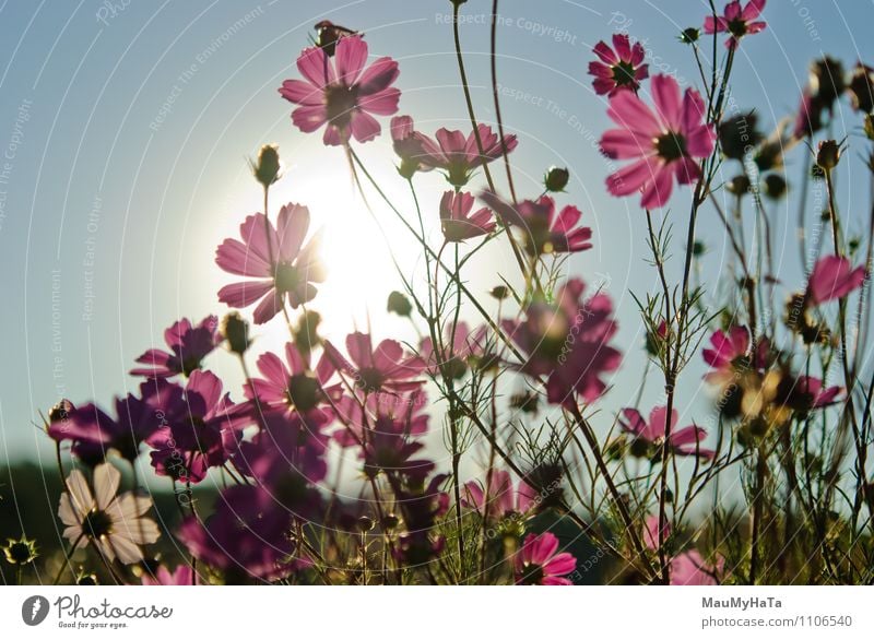 Kosmosblume Natur Pflanze Luft Sonne Sonnenaufgang Sonnenuntergang Sonnenlicht Sommer Herbst Klima Schönes Wetter Blume Gras Blatt Blüte Garten Park Feld Glück