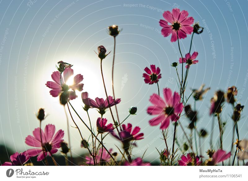 Kosmos Blume Natur Pflanze Luft Himmel Sonne Sonnenaufgang Sonnenuntergang Sonnenlicht Sommer Herbst Gras Blatt Blüte Garten Park Feld Coolness authentisch gut