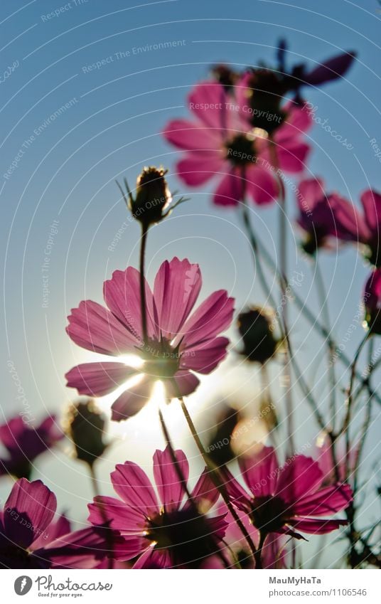 Kosmosblume Natur Pflanze Luft Himmel Sonne Sonnenaufgang Sonnenuntergang Sonnenlicht Sommer Herbst Klima Schönes Wetter Blume Gras Blatt Blüte Garten Park Feld