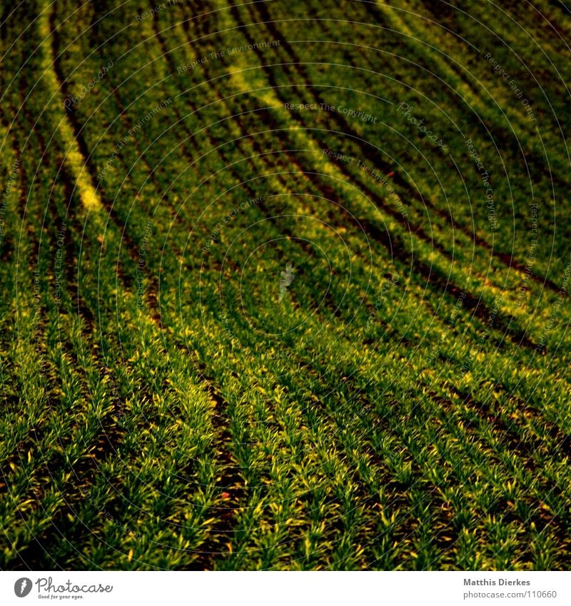 acker Feld Wiese Herbst Sommer Landwirtschaft Arbeit & Erwerbstätigkeit Horizont trist Trauer Botanik Jungpflanze Nebel Herbstwetter Regen Ordnung verzweigt