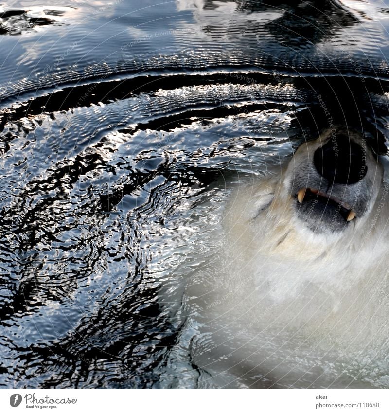 Planschbär kalt nass Wohlgefühl Erholung Umwelt krumm Gegenlicht Reflexion & Spiegelung Eisbär Zoo mehrfarbig Herbst Freude schön Säugetier usertreff photocase