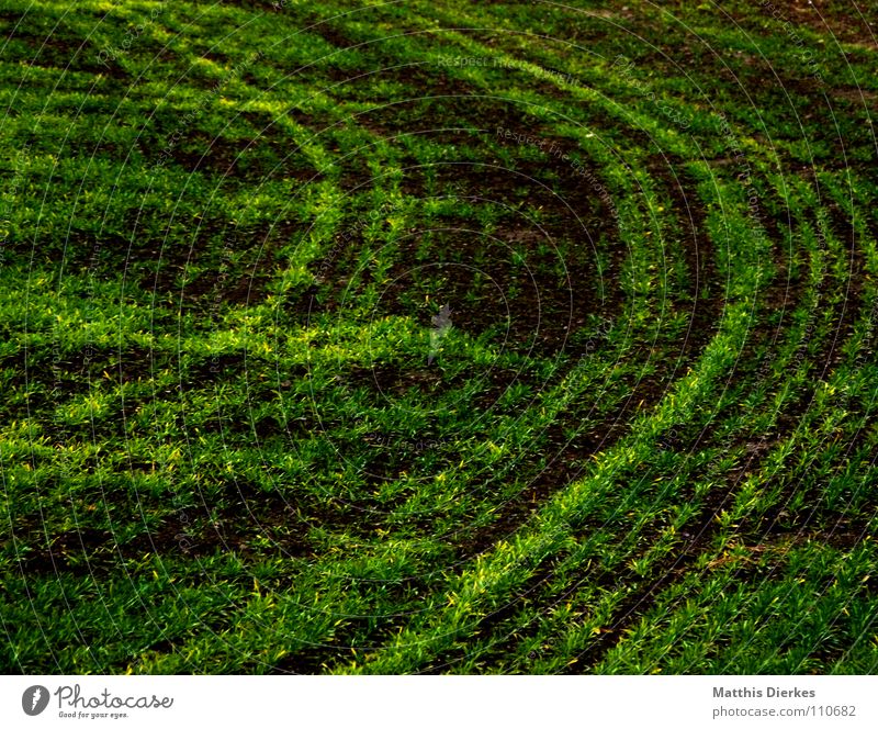 acker Feld Wiese Herbst Sommer Landwirtschaft Arbeit & Erwerbstätigkeit Horizont trist Trauer Botanik Jungpflanze Nebel Herbstwetter Regen Ordnung verzweigt