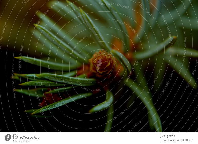 Tanne Tannennadel Baum Nadelbaum Umwelt Pflanze grün Farbe edeltanne Spitze Zweig Trieb Natur nadelgehölz tannengrün