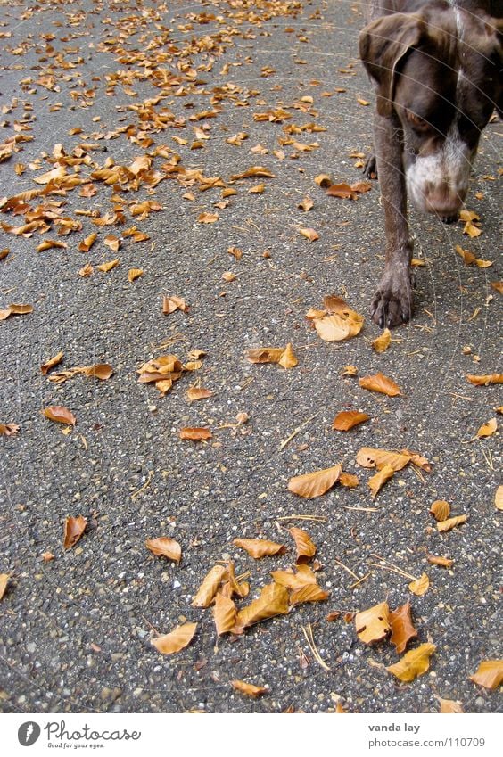 On the road Jagdhund Hund Jäger Tier Treue beste Luft Spaziergang auslaufen braun Blatt Herbst Geruch Asphalt Spielen Säugetier Paul Deutsch Kurzhaar verlass