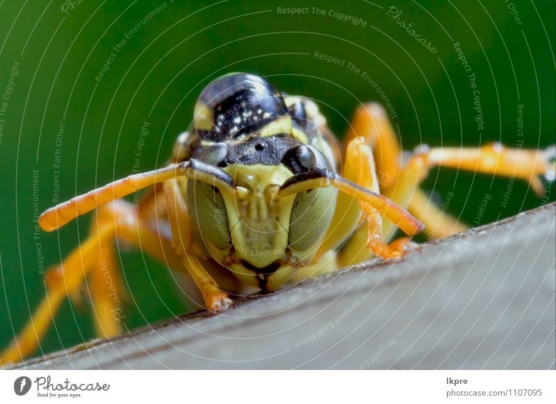 Hymenopteren mit einem Tropfen in der Hand Fluggerät Pfote grau grün Farbe lkpro natura Natur colori verde Insetto Insekt ferito wehtun ala Flügel zampe Addom