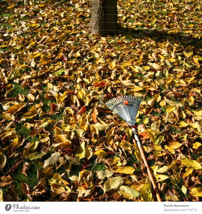 typische Herbstarbeit.. Blatt Rechen Baum Arbeit & Erwerbstätigkeit mehrfarbig Gras Kompost herbstlich Laubarbeit Laubfall bedecken Laub weg machen