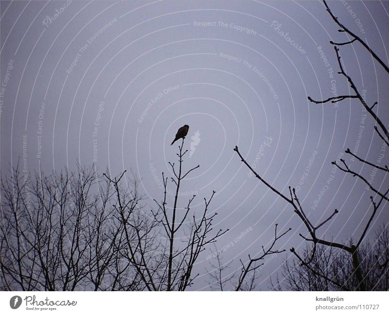 Edgar's Rabe Gedicht Rabenvögel grau dunkel schwarz Vogel Baum Geäst Himmel Edgar Allan Poe Vergangenheit Nimmermehr Ast Wintermorgen Zweig sitzen warten