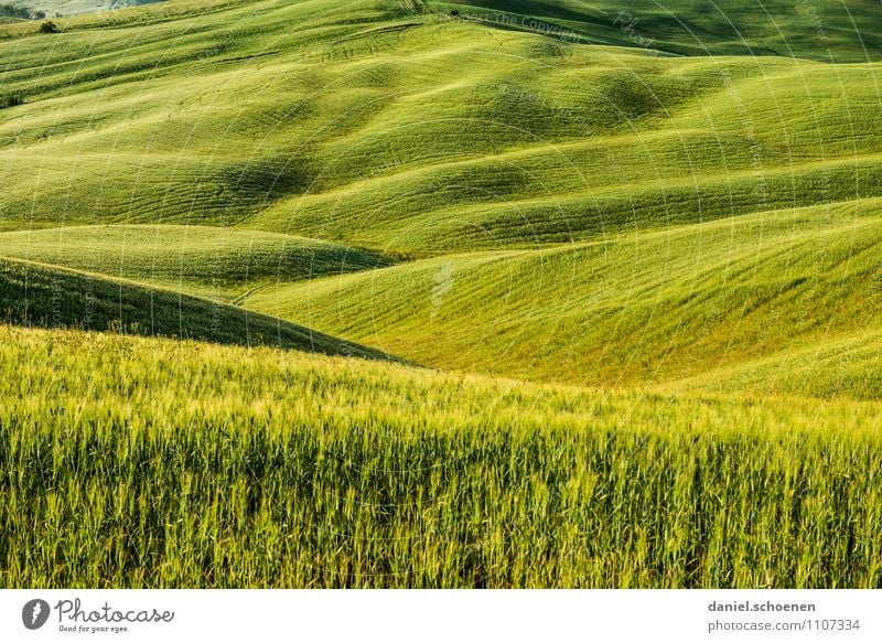 grüne Welle Ferien & Urlaub & Reisen Umwelt Landschaft Nutzpflanze Feld Hügel gelb Ferne Farbfoto Menschenleer Panorama (Aussicht)