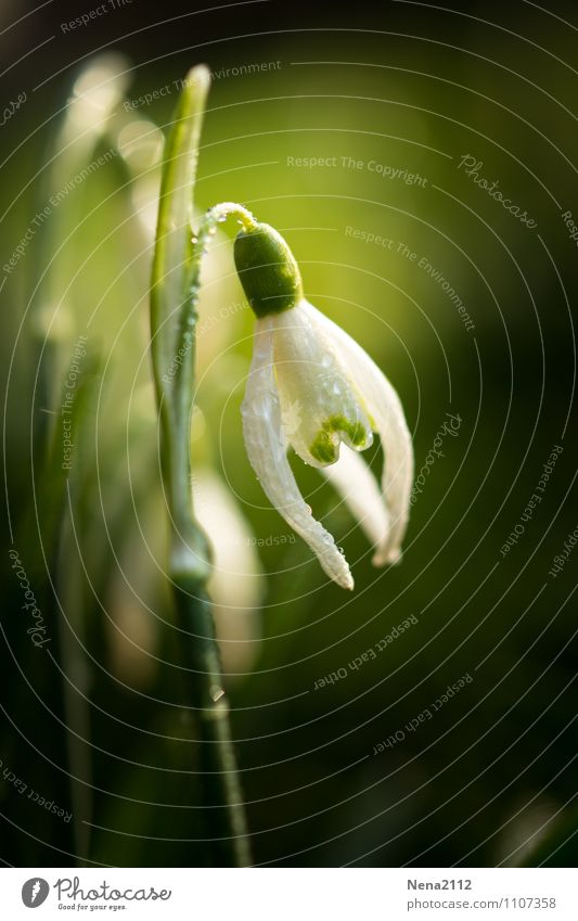 Frühling Umwelt Natur Pflanze Schönes Wetter Blume Blüte Garten Park Wiese Wald weiß Frühlingsgefühle Frühlingsblume Schneeglöckchen Tau Regenwasser Tropfen