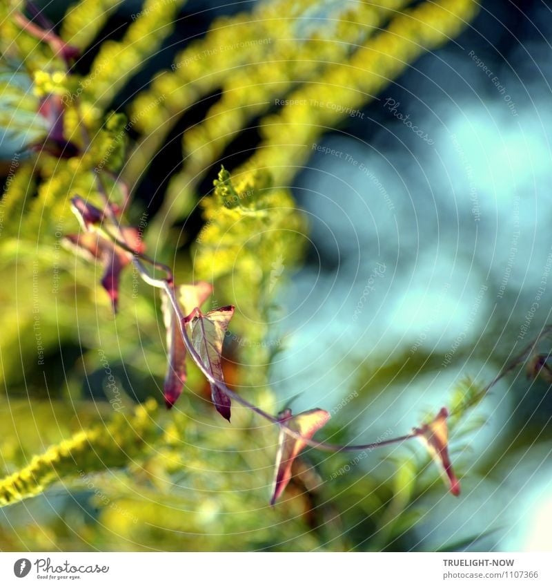 jung und alt Umwelt Natur Pflanze Sonnenlicht Frühling Sommer Schönes Wetter Sträucher Blatt Grünpflanze Wildpflanze Garten Linie blau braun grün achtsam Glaube