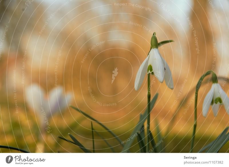 Der Frühling ist da und die Schneeglöckchen blühen Natur Sonne Pflanze Blume Gras Blatt Blüte Grünpflanze Wildpflanze Idylle Farbfoto mehrfarbig Nahaufnahme