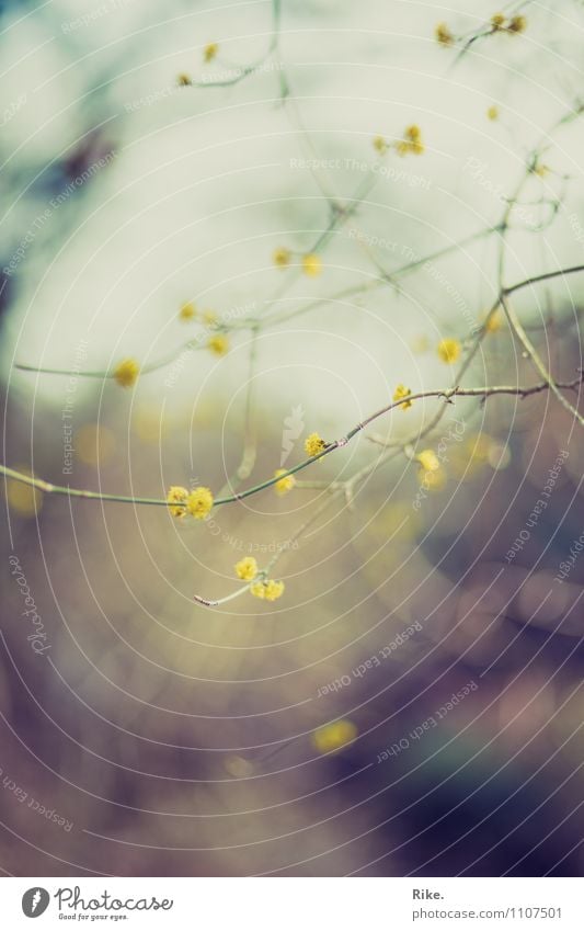 Zart. Umwelt Natur Pflanze Frühling Baum Sträucher Blüte Grünpflanze Wildpflanze Garten Park Blühend träumen Wachstum schön natürlich stachelig trist wild gelb