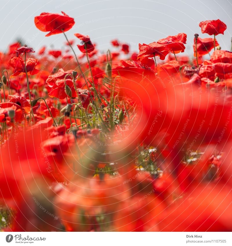 Mohn! Umwelt Natur Landschaft Pflanze Sommer Blume Nutzpflanze Wildpflanze Feld rot Leben Duft Ferien & Urlaub & Reisen Sinnesorgane Tourismus Umweltschutz