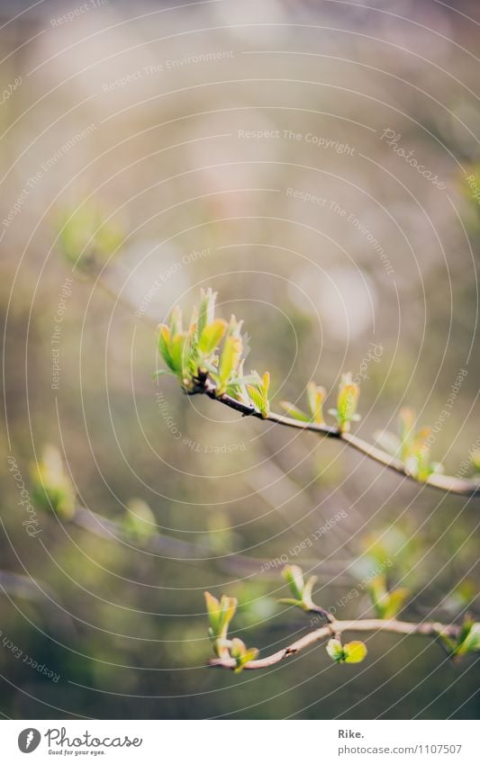 Neuanfang. Umwelt Natur Pflanze Frühling Baum Sträucher Blatt Blüte Grünpflanze Garten Park Blühend Wachstum natürlich grün Hoffnung Beginn Fortschritt Leben