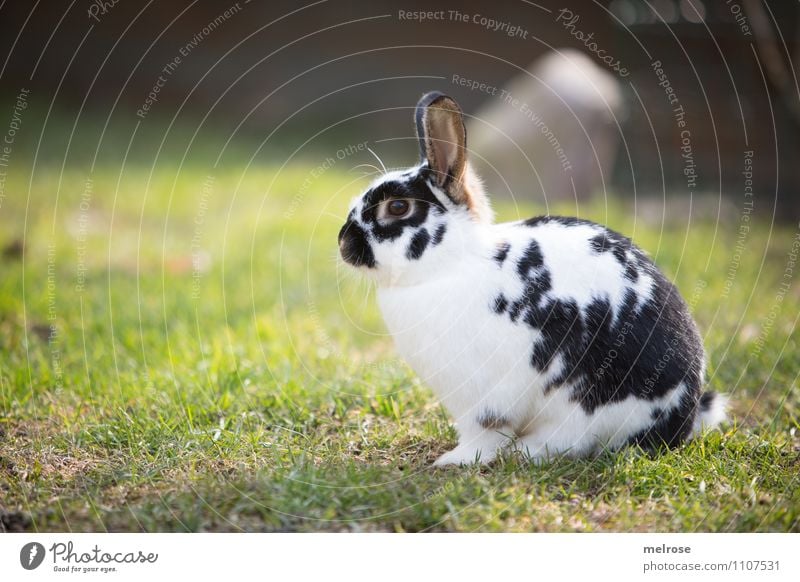 Osterhase in Warteschleife Ostern Natur Erde Frühling Schönes Wetter Gras Wiese Tier Haustier Tiergesicht Fell Pfote Nagetiere Zwergkaninchen Säugetier