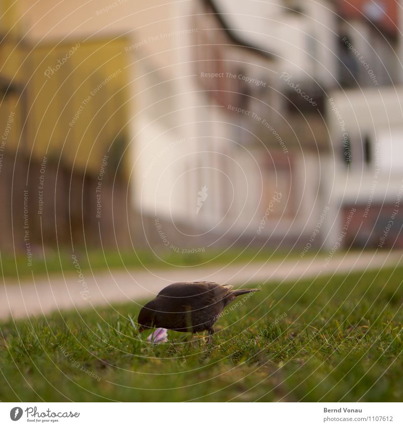 der späte Vogel ... Gras Stadtrand Tier 1 schön braun Feder Amsel Essen Rasen Futter Nahrungssuche Wurm Haus Wege & Pfade Eile Überleben Farbfoto Außenaufnahme