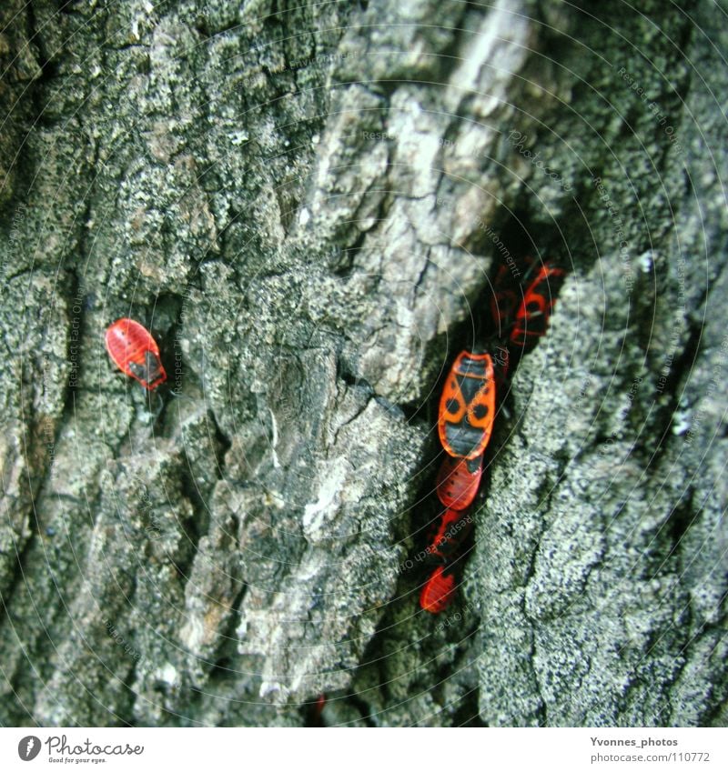 Außenseiter Feuerwanze Wanze Haufen Anhäufung Baum Baumrinde Insekt Tier Schiffsbug rot Einsamkeit Herbst grau Farbfleck Quadrat schwarz Holzmehl klein mehrere