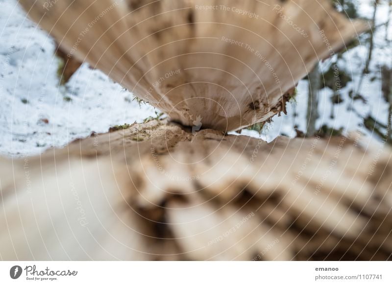 Das offene Maul Natur Landschaft Pflanze Winter Klima Klimawandel Unwetter Eis Frost Baum Wald Wachstum alt dünn kalt kaputt braun gebrochen Zerstörung