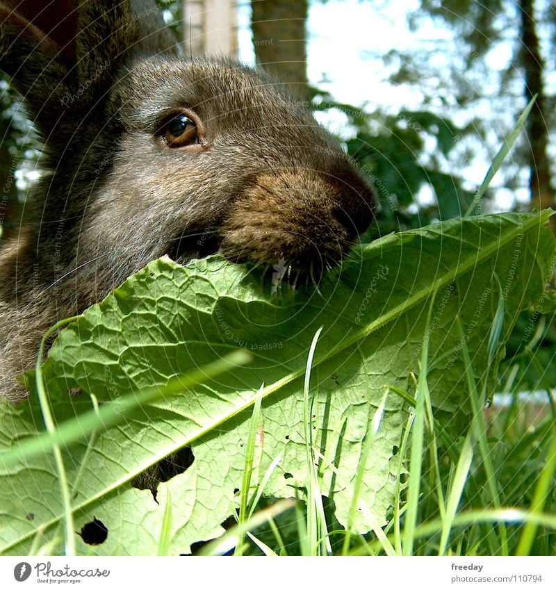 ::: Bitte nicht stören! ::: Hase & Kaninchen schwarz weiß Gras grün Hängeohr Fell weich kuschlig Möhre Ernährung Blatt Tier Bauernhof Futter Säugetier