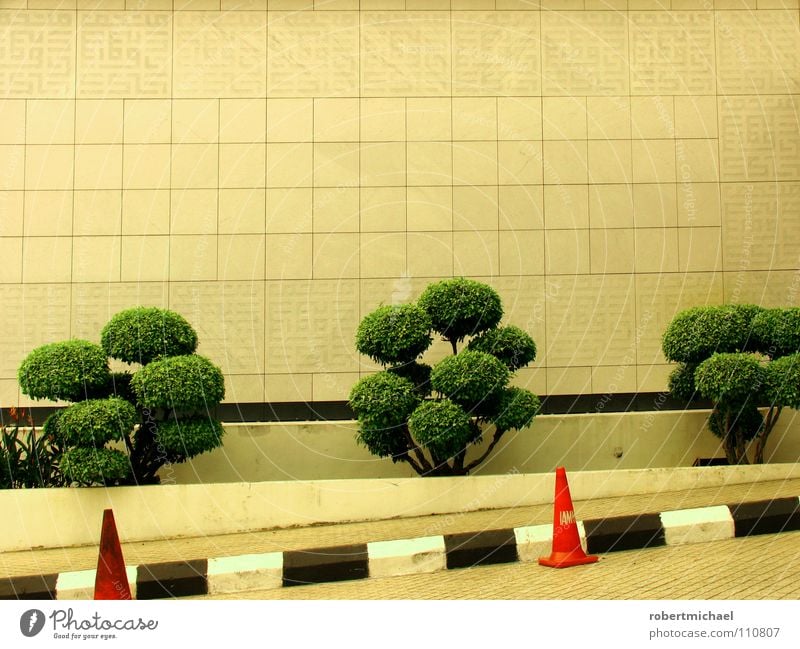 schräge hütchen Bonsai Wand Baum klein Geäst Sträucher Hut Verkehrsleitkegel Fahrbahnmarkierung schwarz weiß gestreift grün Barriere schließen Streifen Regel