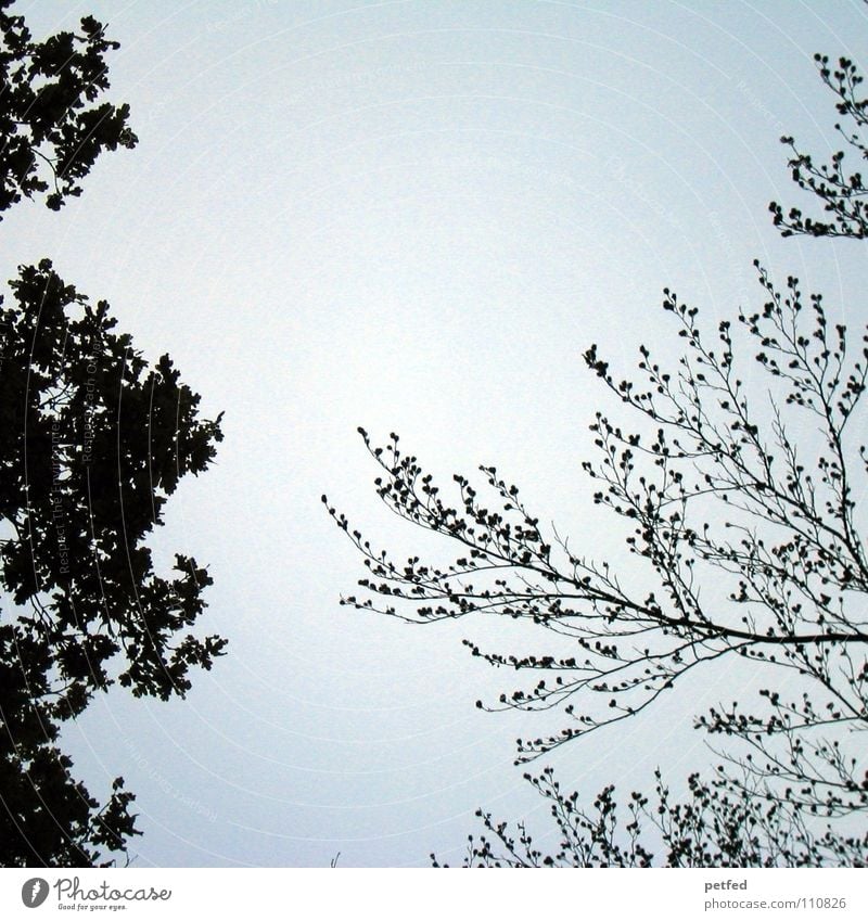 Baumkronen XII Herbst Wald Blatt Winter schwarz weiß unten Wolken Himmel Ast Zweig Natur blau Schatten hoch fallen Wind